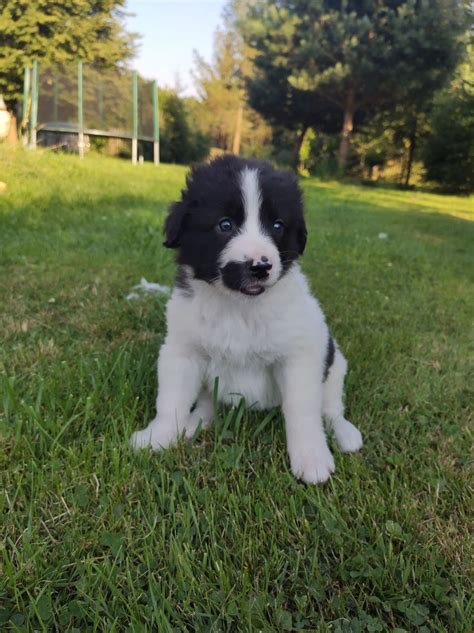 Portrét rumunského karpatského ovčiaka