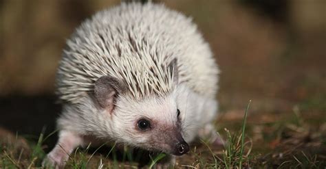 Výzor ježka bielobruchého