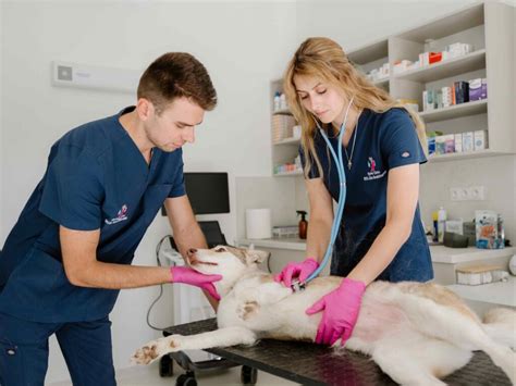 Chirurgický zákrok u psa