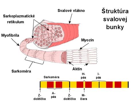 štruktúra polyesterového vlákna