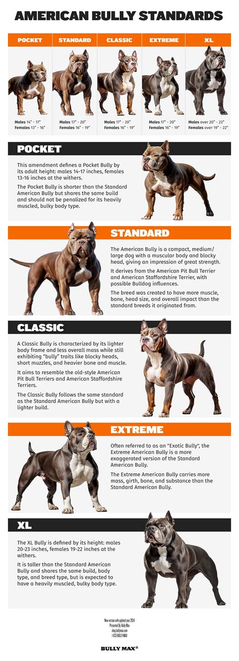 Štruktúra rodokmeňa American Bully