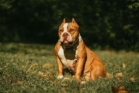 Rozmery rôznych typov American Bully