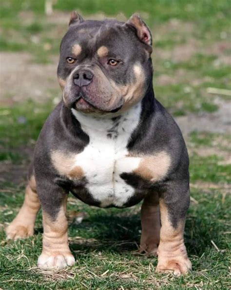 Pes American Bully hrajúci sa s hračkou