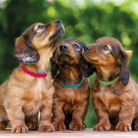 Obrázok šteniatka s antiparazitným obojkom