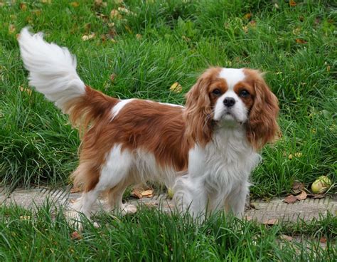 Cavalier King Charles Španiel s dlhými ušami