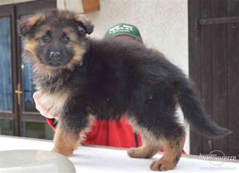 Štandardná farebná kombinácia nemeckého ovčiaka