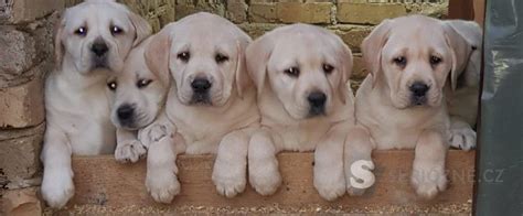 Štruktúra srsti labradorského retrívera