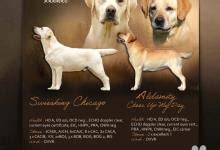 Mapa pôvodu labradorského retrívera