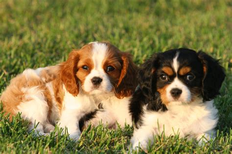 Šteniatka kavalier king charles španiel rôznych farieb