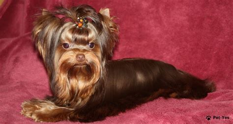 Yorkshirský teriér