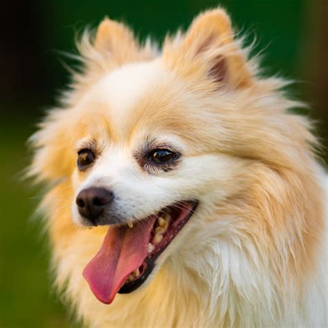 Pes s otvorenou papuľou a vyplazeným jazykom počas hry