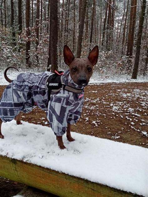 Ochranné oblečenie pre amerického bezsrstého teriéra v zime