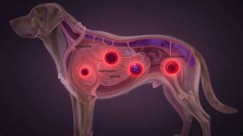 Ilustrácia blšieho trusu v srsti psa