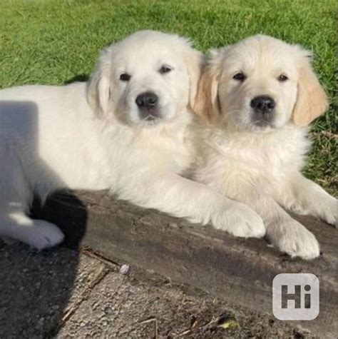 Porovnanie veľkosti a stavby tela Zlatého retrívra a Slovenského čuvača