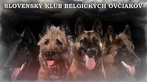 Rodina belgických ovčiakov