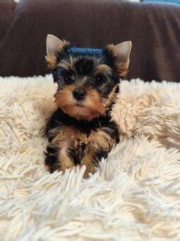 Šteniatko Yorkshire Teriéra pri výchove