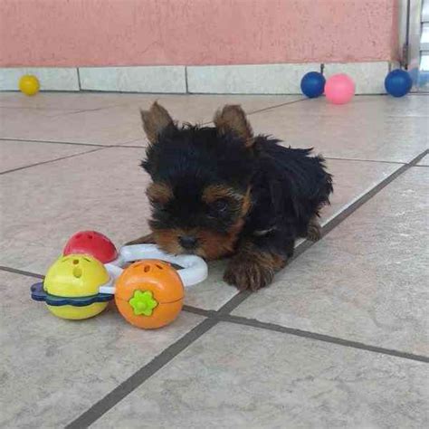 Šteniatko Yorkshire Teriéra s hračkou