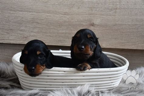 Jazvečík s dlhou srsťou