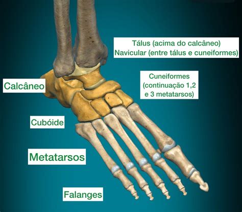 Anatomia jazvečíka