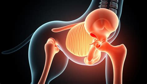 Pes s bolestivými kĺbmi