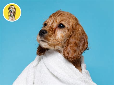 Šteniatko sa učí vchádzať do vane