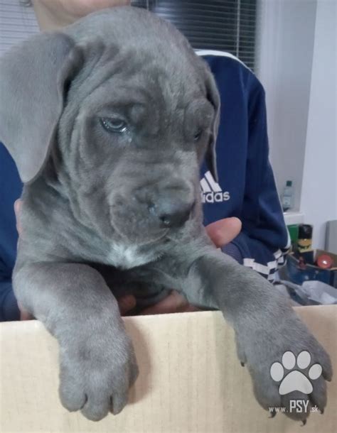 Šteniatko Cane Corso pripravené na kúpanie