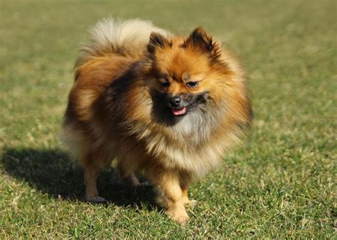 Rozmanitosť veľkostí nemeckých špicov