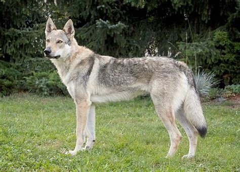 Československý vlčiak s typickou svetlou maskou