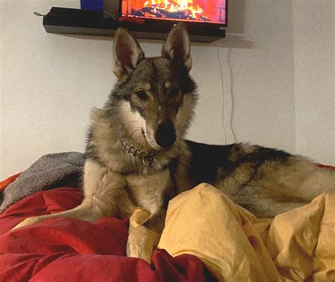 Schéma stavby tela československého vlčiaka