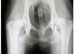 Röntgenový snímok bedrového kĺbu psa s dyspláziou
