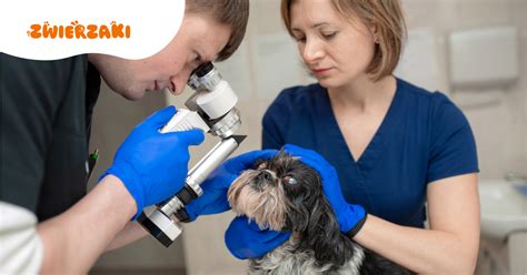 Veterinárne vyšetrenie oka psa