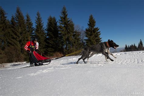 Tréning psích záprahov v prírode