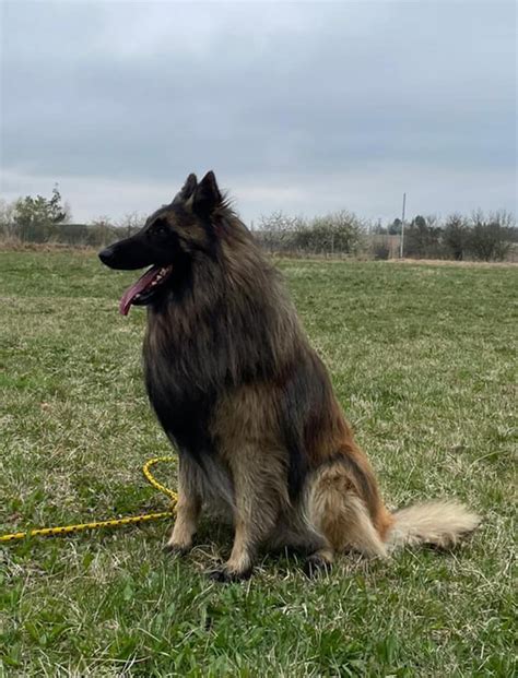 Štyri variety belgického ovčiaka