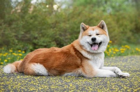 Štatistika popularity plemena Akita Inu