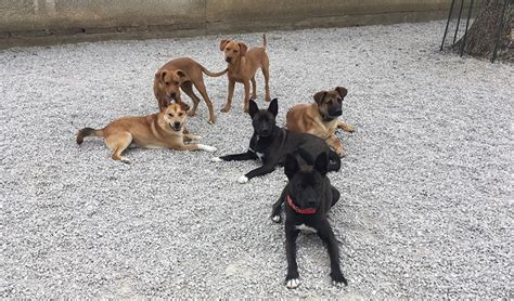 Proces adopcie psíka