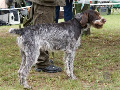 Český fúzač s charakteristickou bradou
