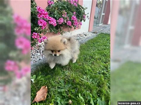 Špic trpasličí s typickou huňatou srsťou