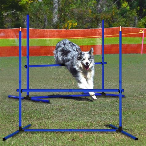Pes a majiteľ pri tréningu agility