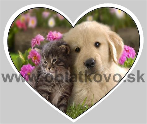 Pes a mačka ako symboly priateľstva