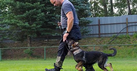 Pes čakajúci na svojho pána