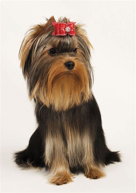 Šteniatko jorkšírskeho teriéra pri tréningu