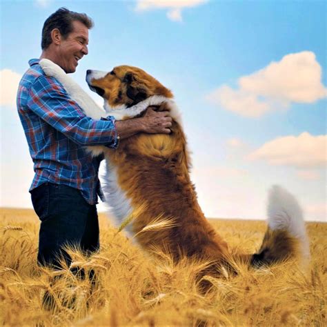 Pes ako najlepší priateľ človeka