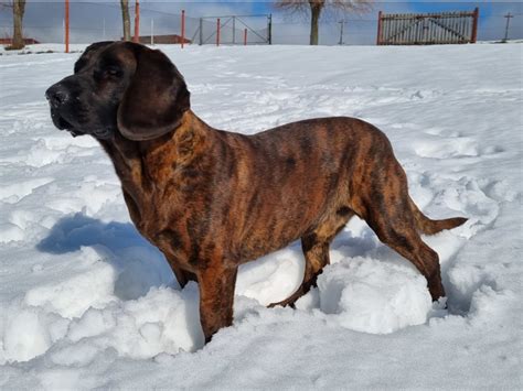 Hanoverský farbiar v práci