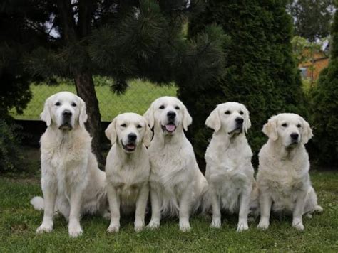 Rodina zlatých retrieverov