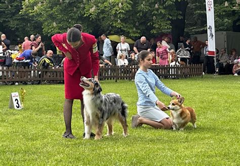 Výstava psov v Nemecku