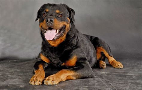 Štruktúra srsti rotvajlera