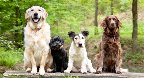 Ilustrácia rôznych druhov hlavolamov pre psov.