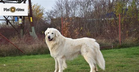 Slovenský čuvač na výstave