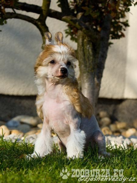 História čínskeho chocholatého psa v Číne