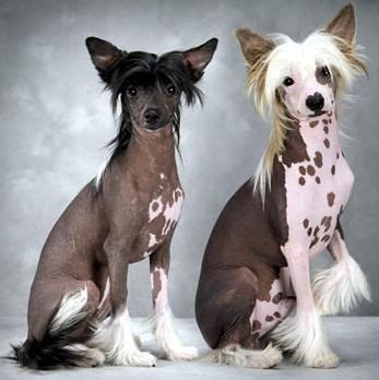 Čínsky chocholatý pes na výstave v USA